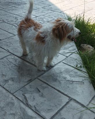 Tre fratelli Jack Russell per fidanzate
