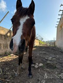 Puledro arabo