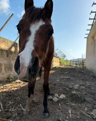 Puledro arabo