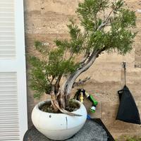 Bonsai ginepro fenicio