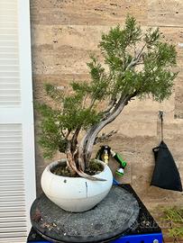 Bonsai ginepro fenicio