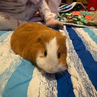 Porcellino d'India maschio