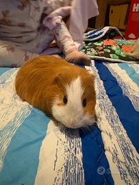 Porcellino d'India maschio