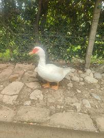 Anatra muta