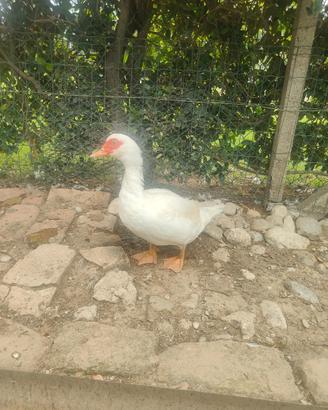 Anatra muta