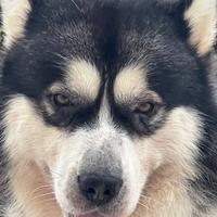 Alaskan malamute per monta