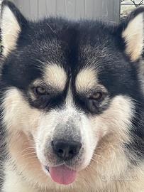 Alaskan malamute per monta