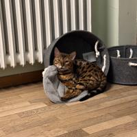 Gatto Bengala 2 Anni