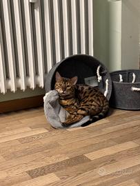 Gatto Bengala 2 Anni
