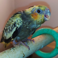 Calopsite allevate a mano