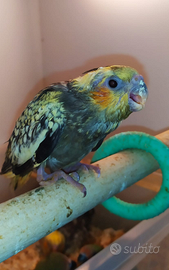 Calopsite allevate a mano