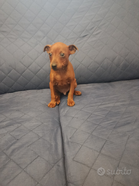 Cucciolo Pinscher nano maschio