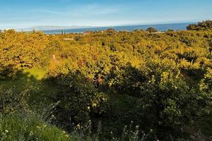 Terreno agricolo,di 14.700 mq limoneto