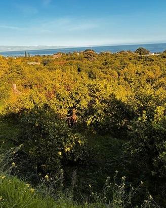Terreno agricolo,di 14.700 mq limoneto