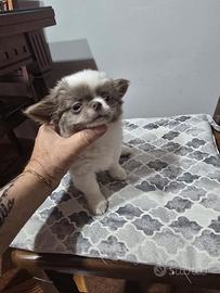 chihuahua 