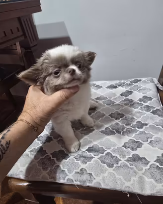 chihuahua 