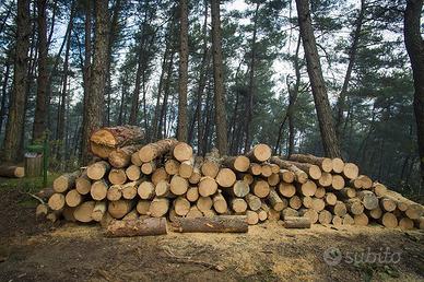 legna da ardere in piedi