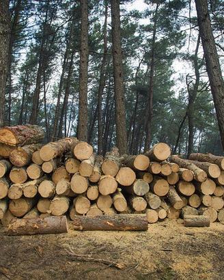 legna da ardere in piedi