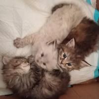 Cucciole Siberiane Alta genealogia