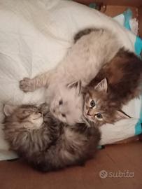 Cucciole Siberiane Alta genealogia