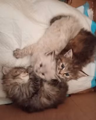 Cucciole Siberiane Alta genealogia