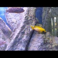 Ciclidi del Malawi selezionati