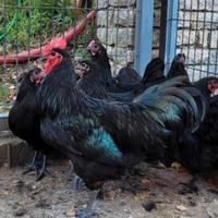 Pulcini e pulcinotti australorp