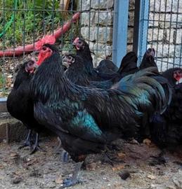 Pulcini e pulcinotti australorp