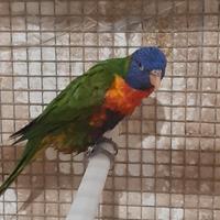 2 coppie di lori mollucano