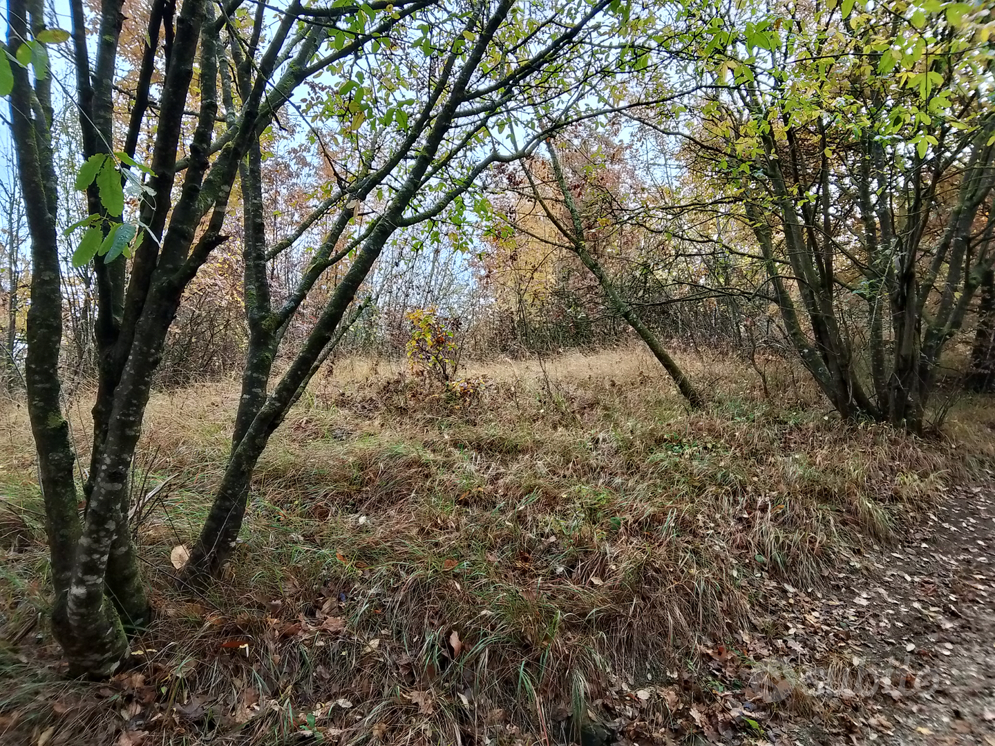 Terreno ex vigneto a terrazze - Vista 4