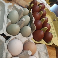 U.o.v.a. marans olive egger
