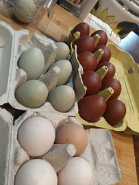 U.o.v.a. marans olive egger