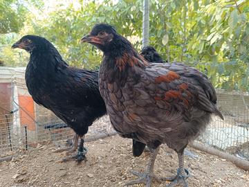Giovani galletti Olive Egger/coppia con gallina 