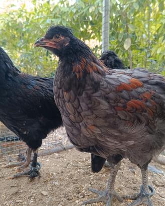Giovani galletti Olive Egger/coppia con gallina 