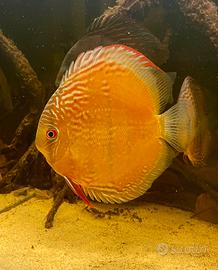 Discus wild
