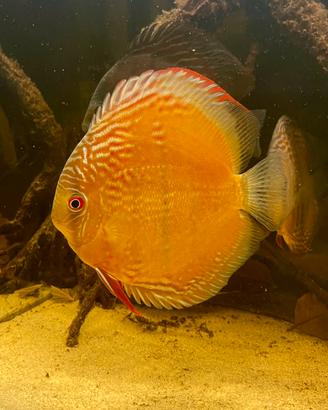 Discus wild