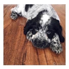Cane cocker spaniel