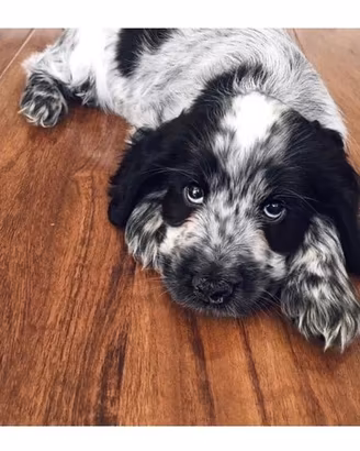 Cane cocker spaniel