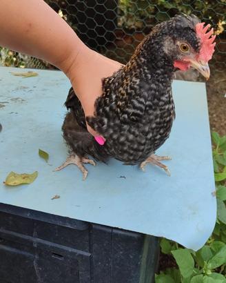 polli di olive Egger coppia