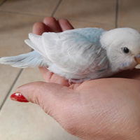 Cocoriti allevati a mano