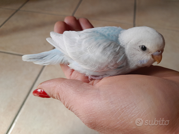 Cocoriti allevati a mano