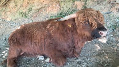 Toro da monta