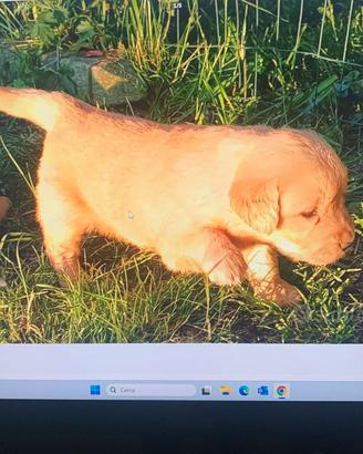 Golden Retriveer Anglo-Americano  Pedigree Enci