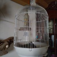 gabbia pappagallo 