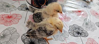 Pulcini Di Razza Serama