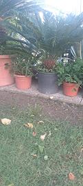 Piante di Cycas e Phoenix