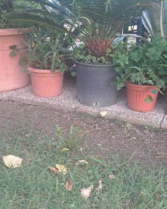 Piante di Cycas e Phoenix