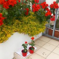 Rosa a fioritura perenne  