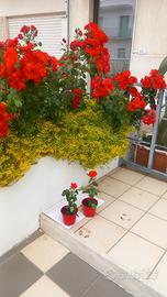 Rosa a fioritura perenne  