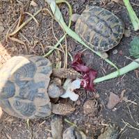 Hermanni Hermanni 2019